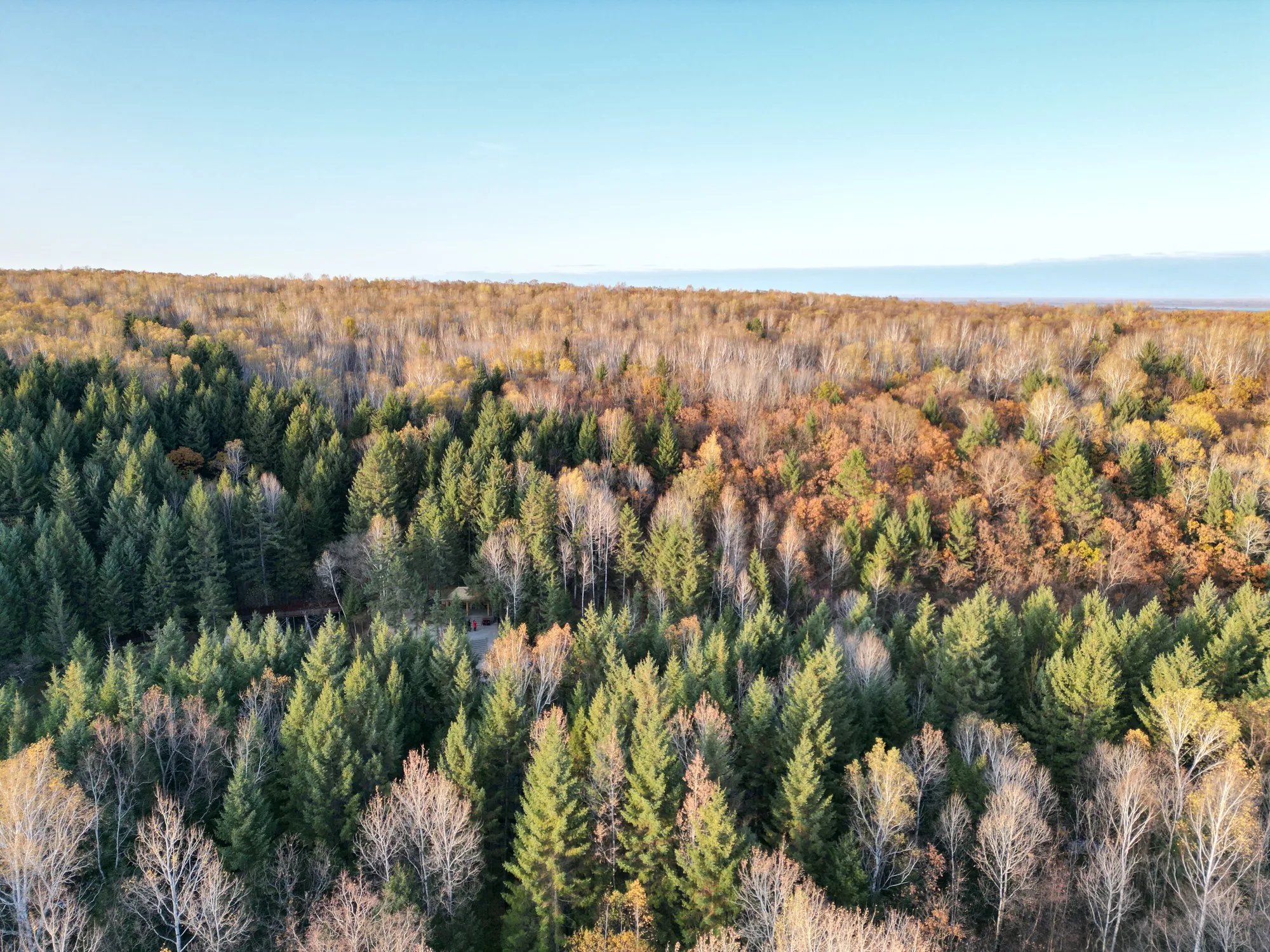 Forest in early autumn