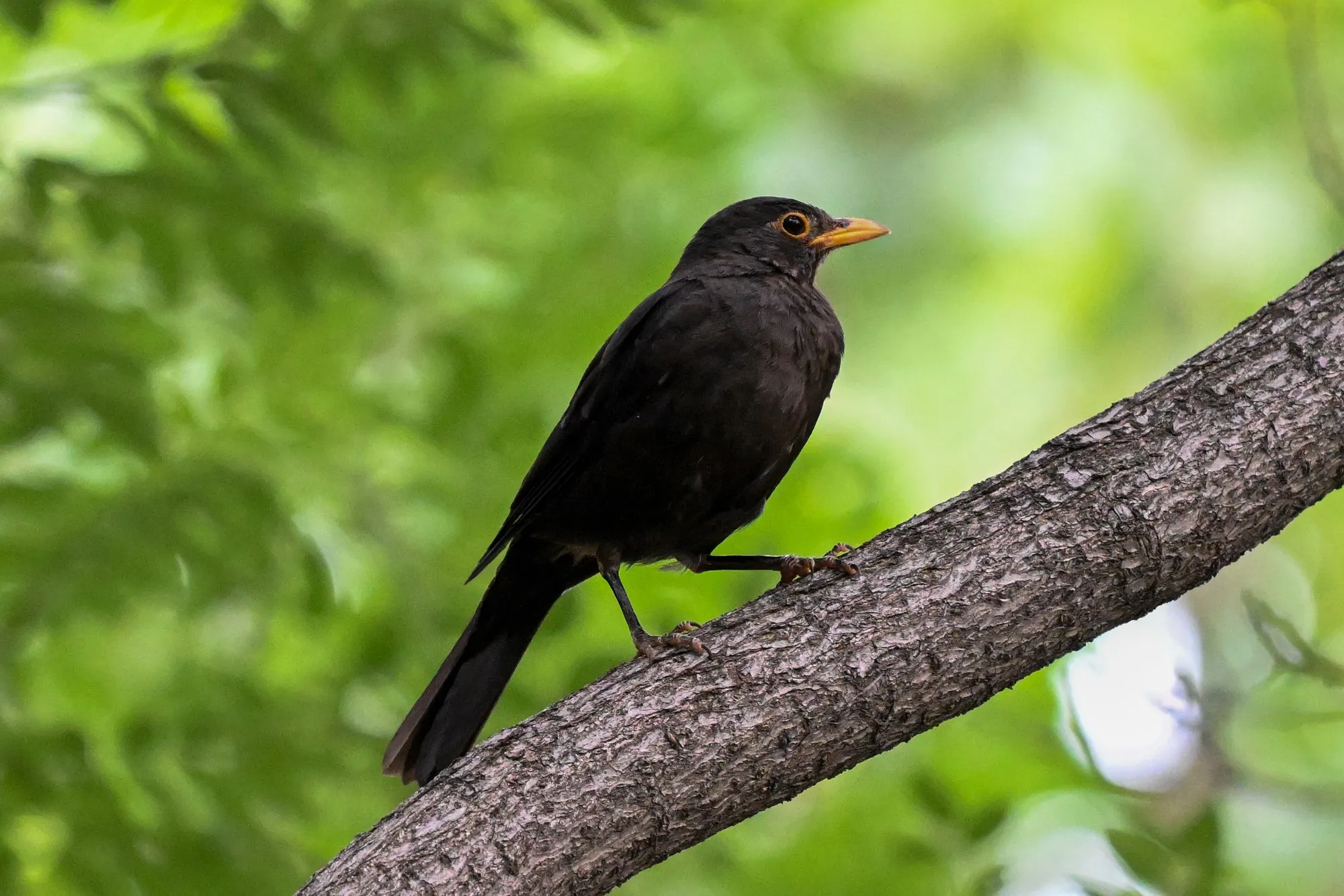 Chinese blackbird