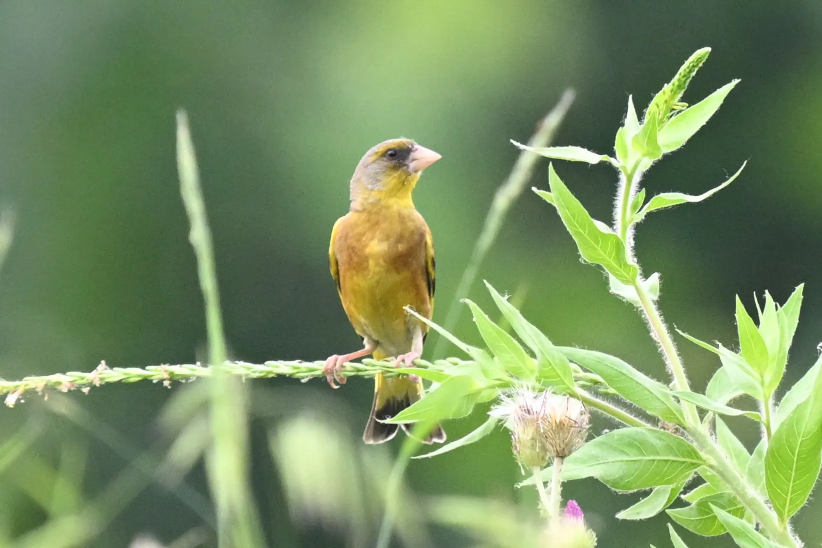 Grey-capped greenfinch