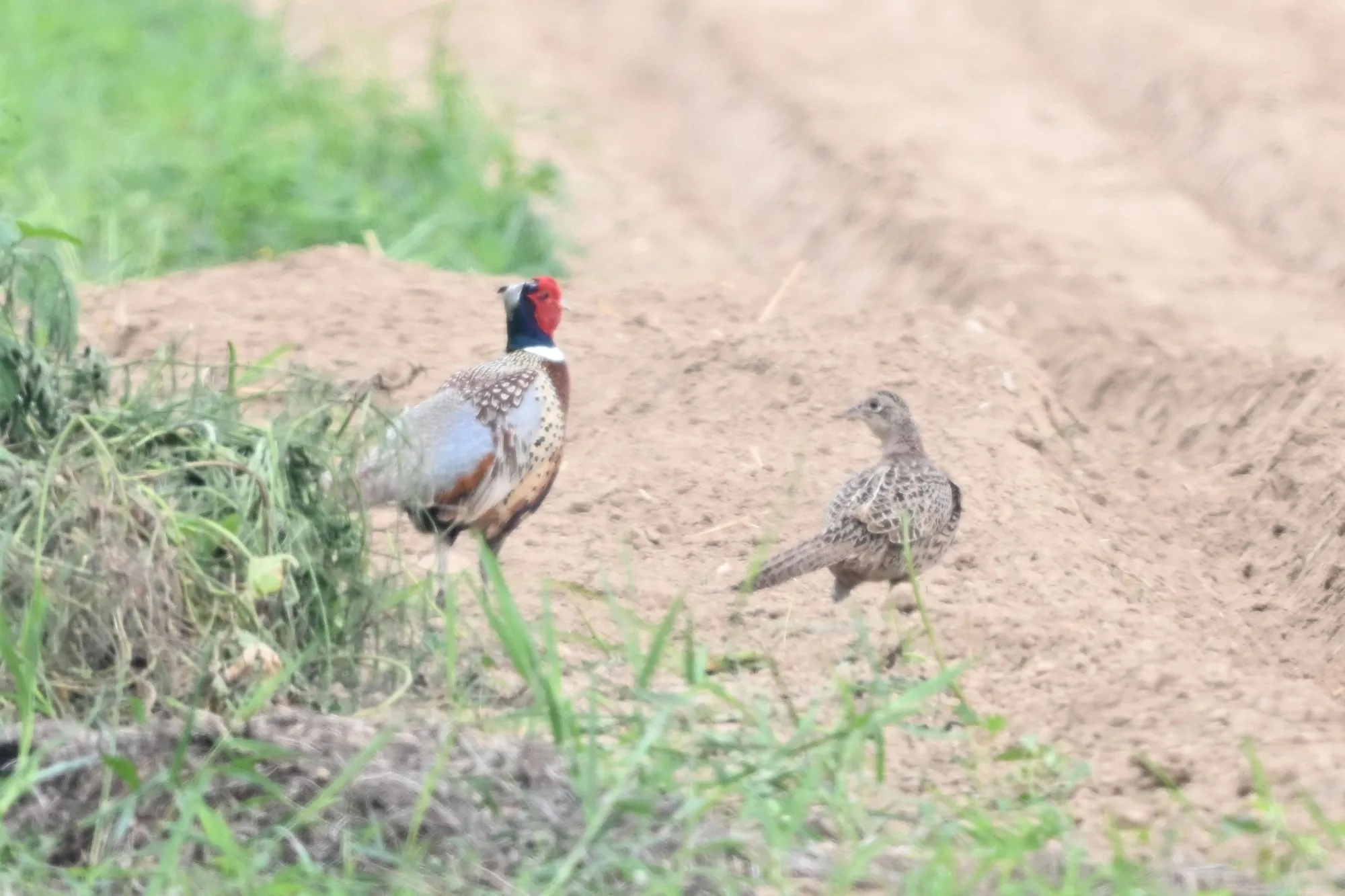 A pair of ring-necked pheasants by a field