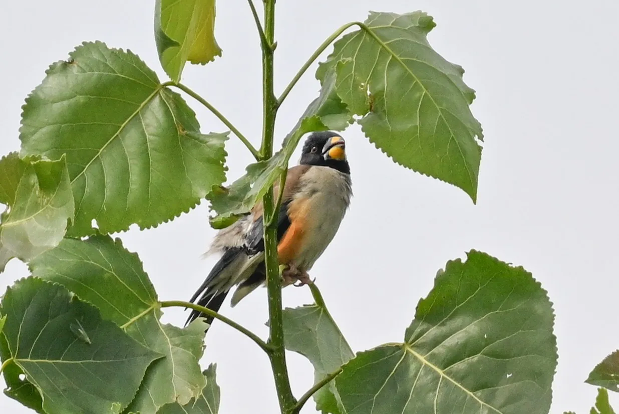 On a poplar branch
