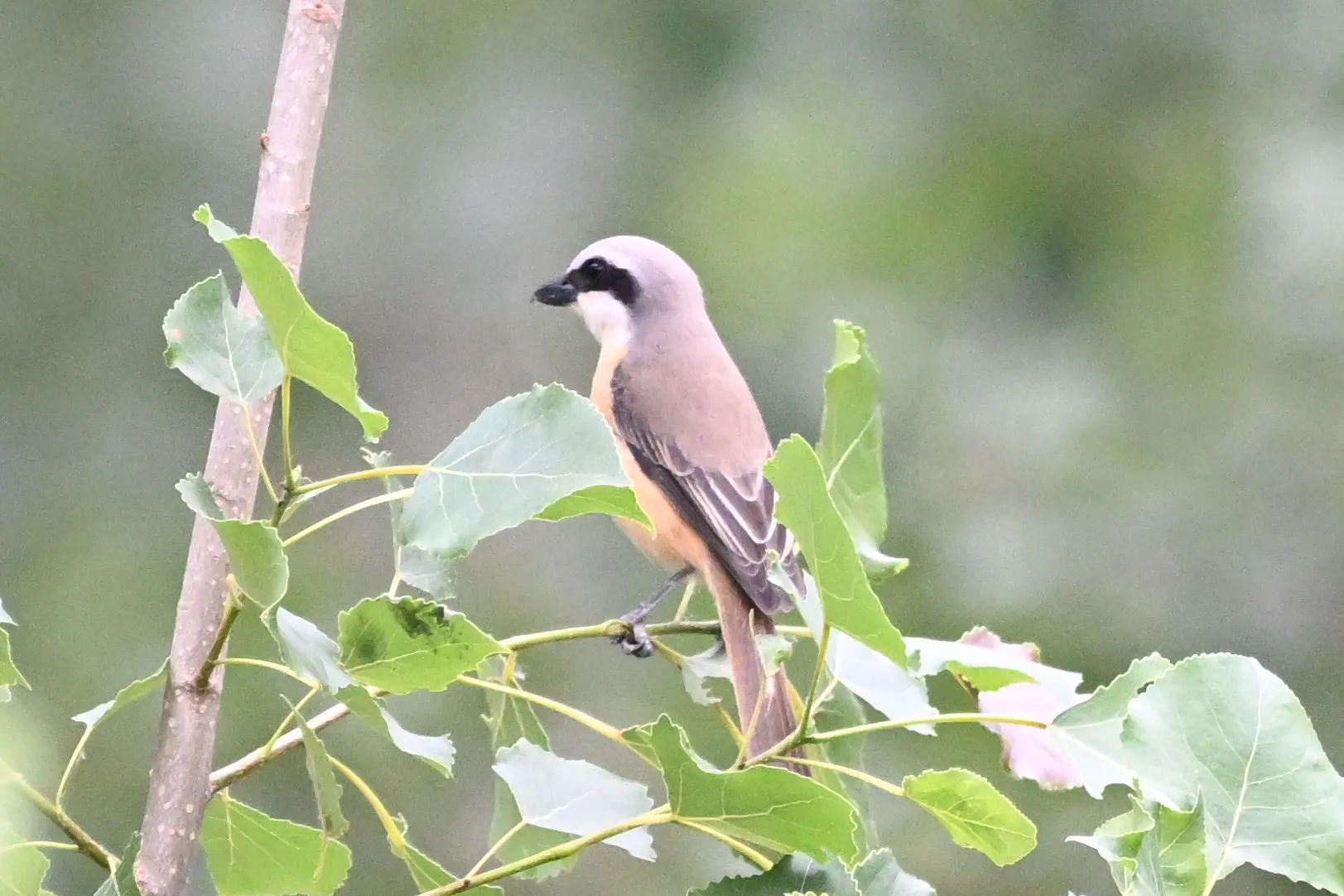 Shrike