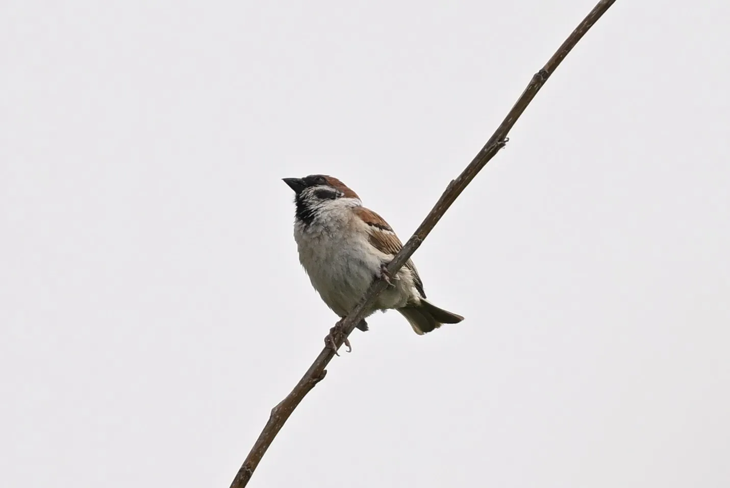 Eurasian tree sparrow