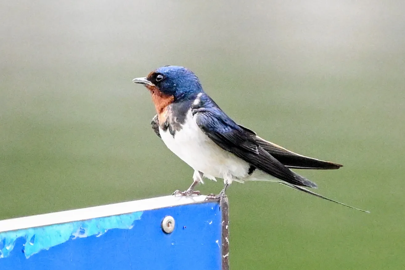 Barn swallow