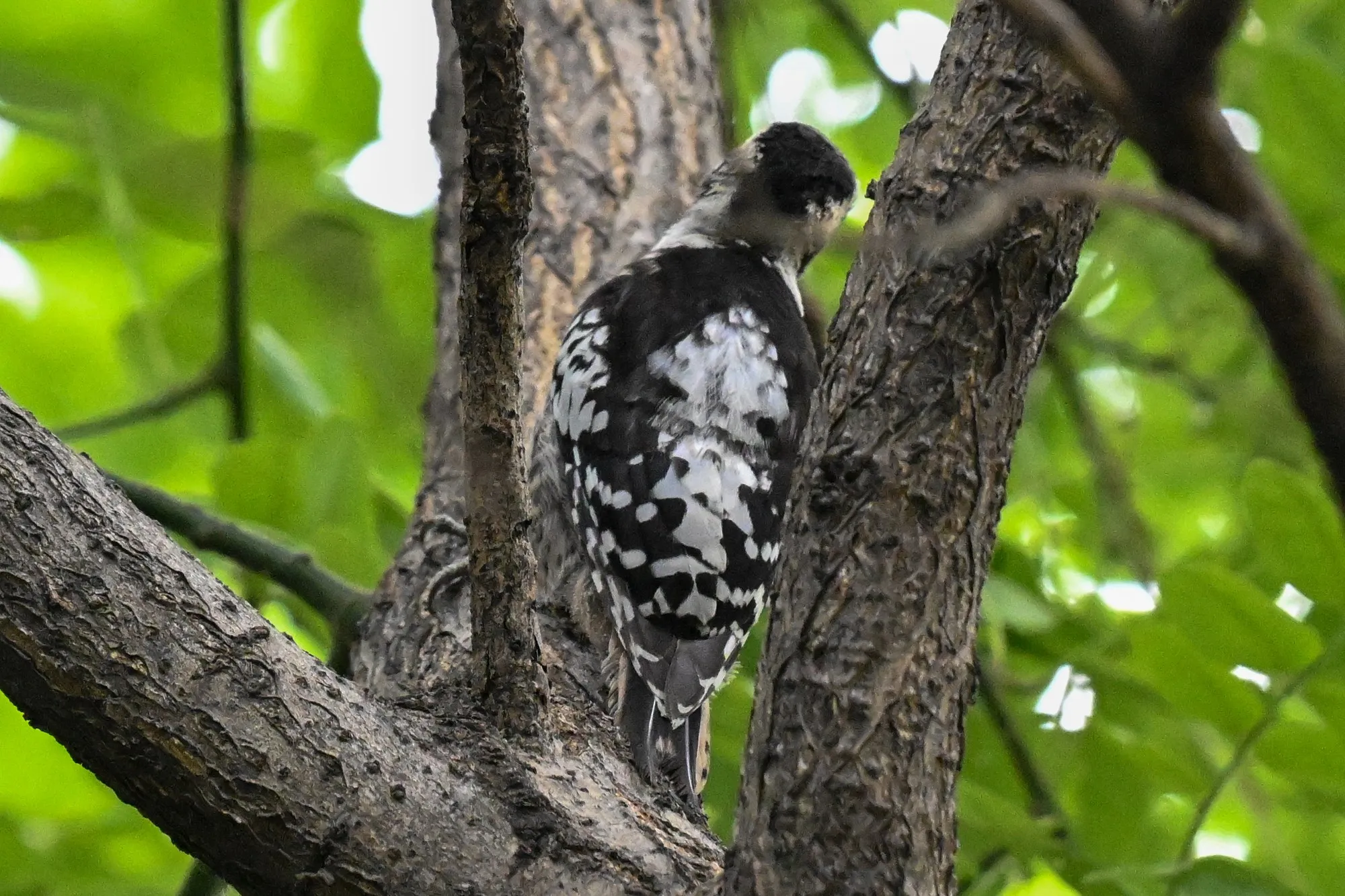 Woodpecker