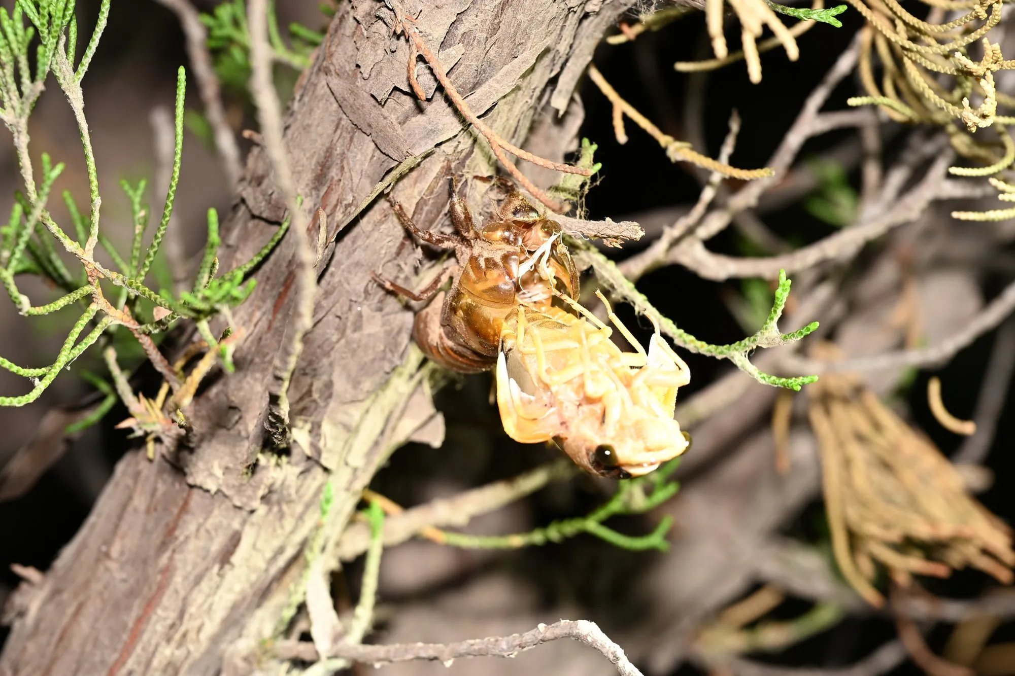 Cicada emerging at night