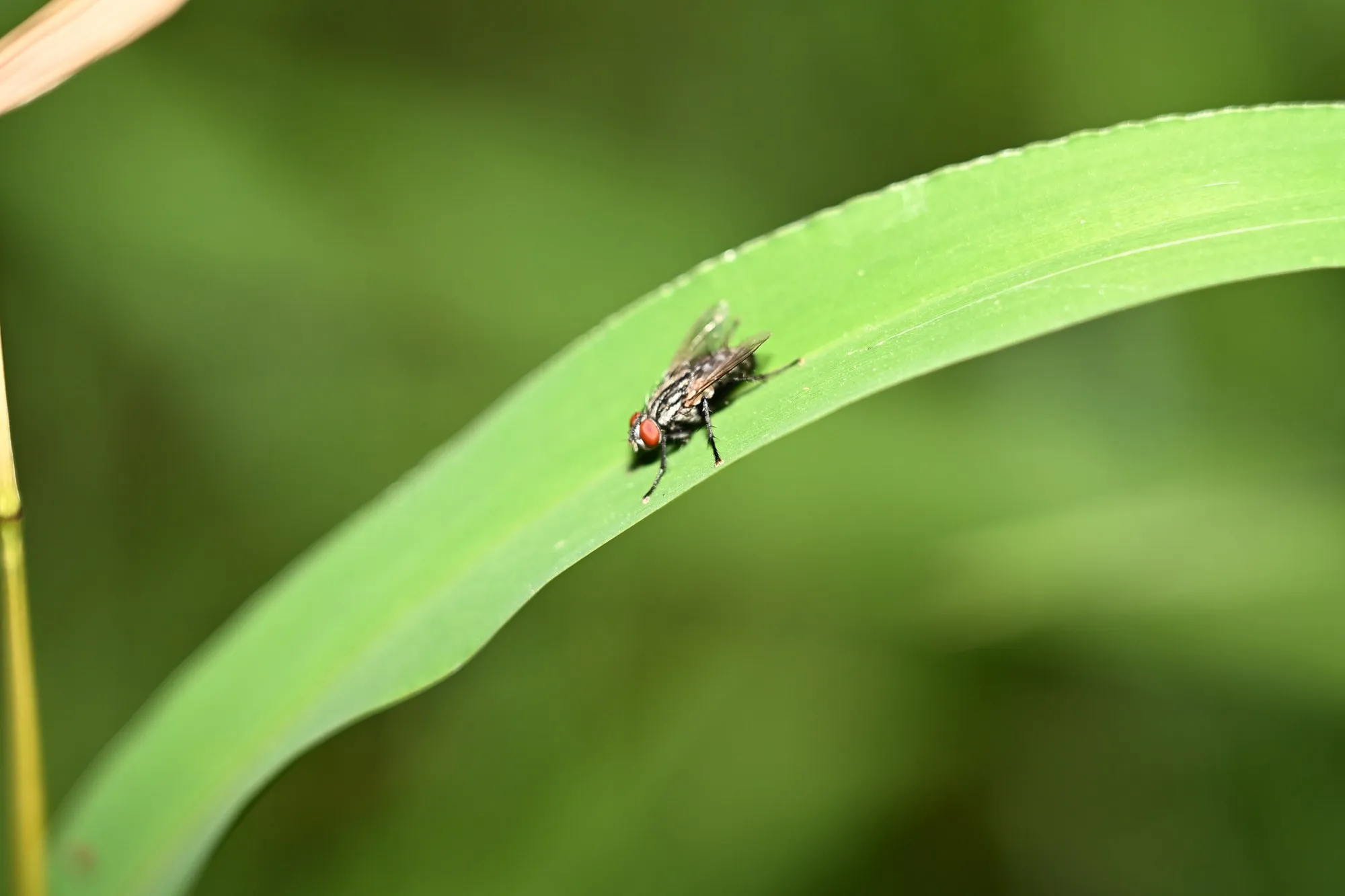 Fly on a leaf