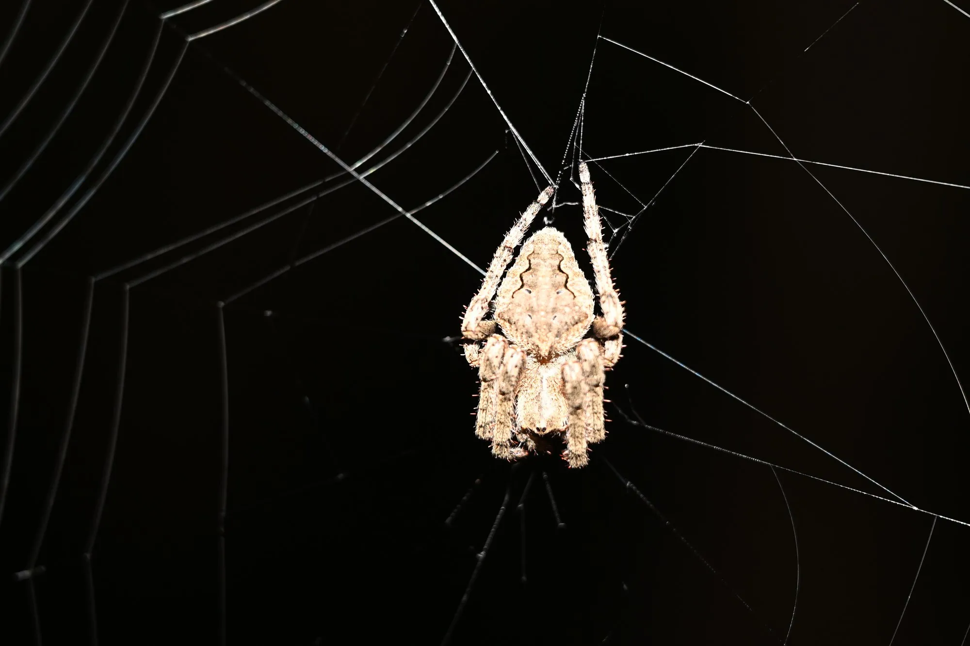 Orb-weaver building its web